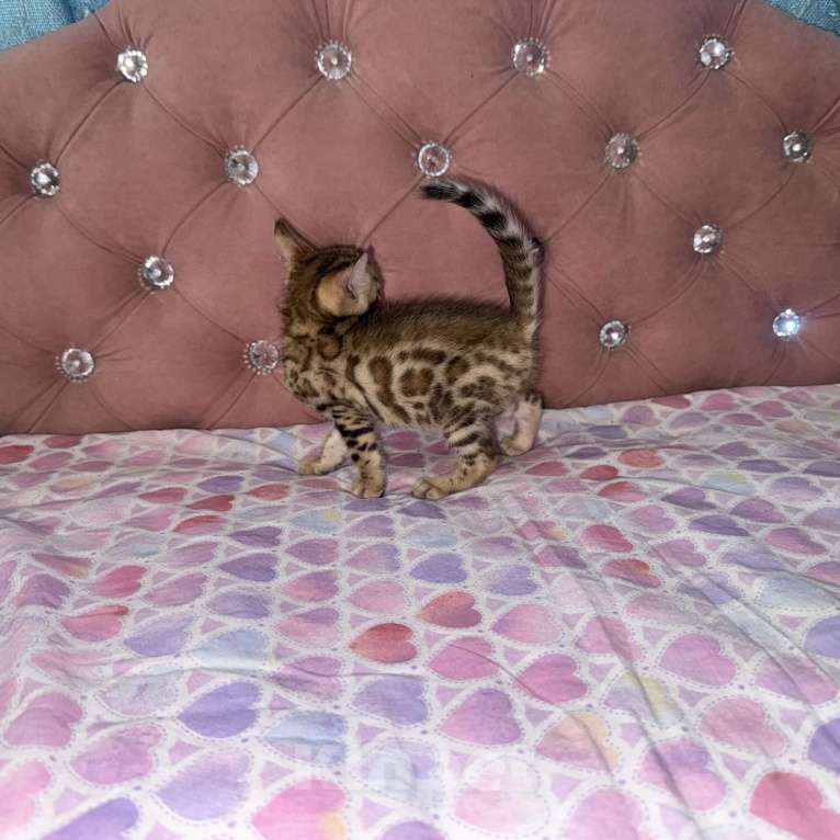 Кошки в Уфе: Бенгальские чистокровные котята Девочка, 15 000 руб. - фото 6