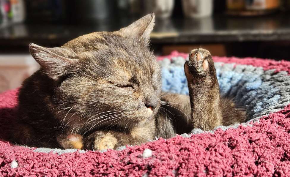 Кошки в Казани: Кошка в добрые руки Девочка, Бесплатно - фото 1