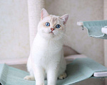 Кошки в Владивостоке: Красивый британский мальчик Мальчик, 60 000 руб. - фото 2