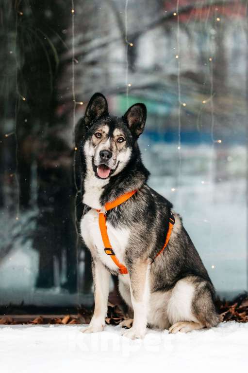 Собаки в Москве: Фантастический Хэппи ищет дом Мальчик, Бесплатно - фото 2