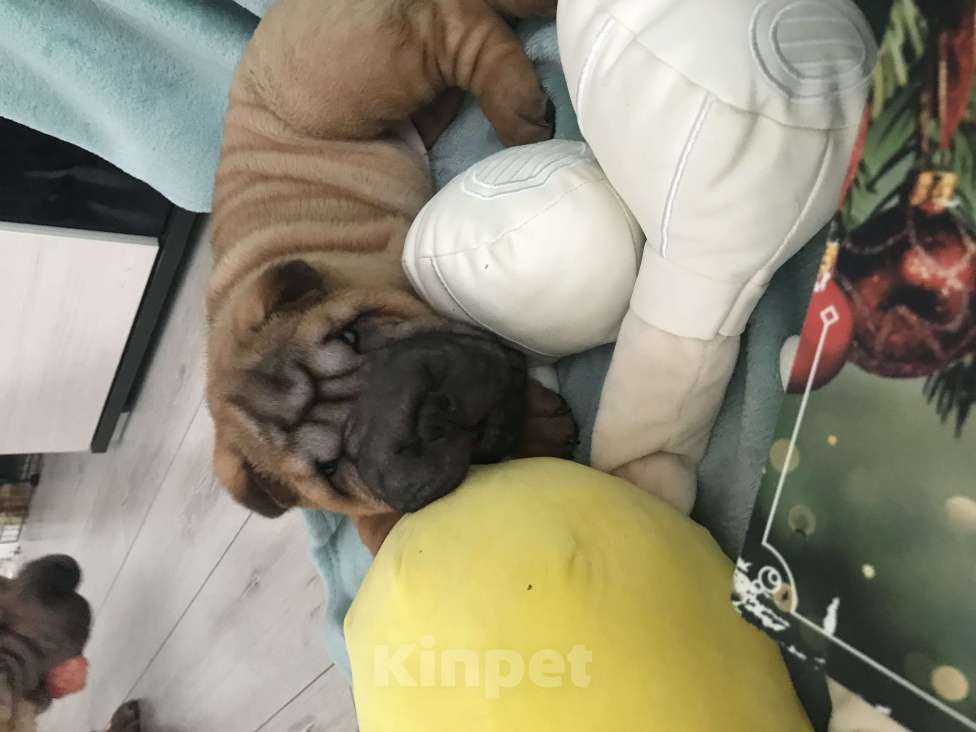 Собаки в Москве: Продаются высокопородные щенки Шарпея  Девочка, Бесплатно - фото 4