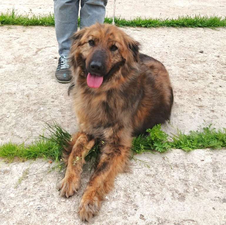 Собаки в Москве: Тигруша живет надеждой встретить свою семью! Мальчик, Бесплатно - фото 6