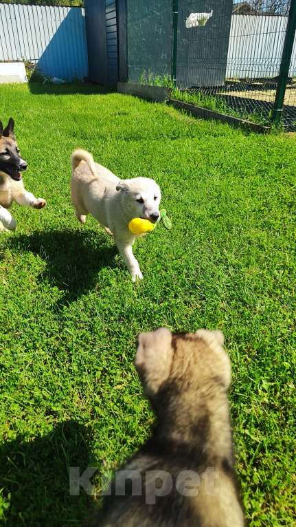 Собаки в других городах Московской области: Мишель Девочка, Бесплатно - фото 2