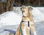 Собаки в Сергиеве Посаде: Юля в добрые руки  Девочка, Бесплатно - фото 3