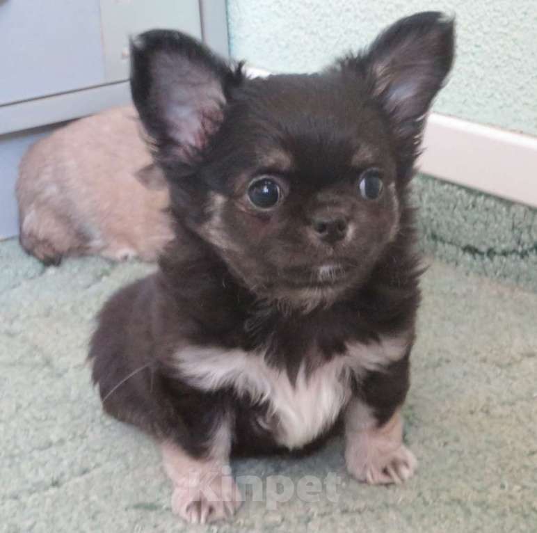 Собаки в Санкт-Петербурге: чихуахуа шоу мальчик Мальчик, 150 000 руб. - фото 10