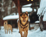 Собаки в Санкт-Петербурге: Роскошный, грозный внешне, мягкий внутри пёс Мальчик, Бесплатно - фото 8