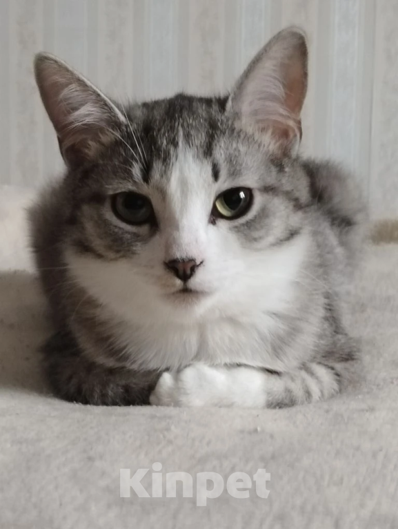 Кошки в Москве: Ласковая кошечка в добрые руки Девочка, Бесплатно - фото 1