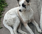 Собаки в Кемерово: Прелестная собачка  Девочка, Бесплатно - фото 2