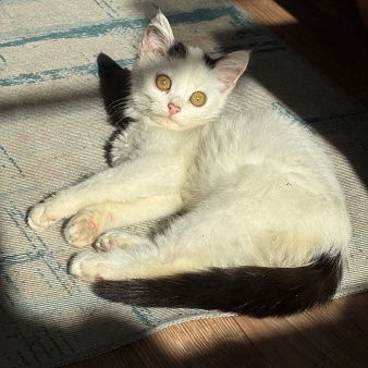 СРОЧНО ОТДАЕМ КОТЕНКА!!!
