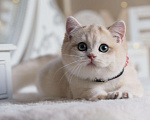 Кошки в Москве: Британский мальчик Финист Мальчик, 150 000 руб. - фото 4