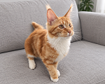 Кошки в Москве: Котёнок мейн кун Девочка, 45 000 руб. - фото 2