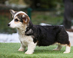 Собаки в Химках: Продаются щенки вельш корги пемброк Мальчик, 60 000 руб. - фото 4
