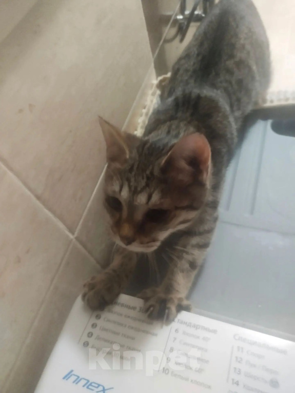 Кошки в Балашихе: Отдам в добрые руки котенка Мальчик, Бесплатно - фото 2