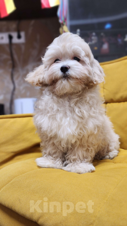 Собаки в Москве: Мальтипу ф1 мальчик Мальчик, 65 000 руб. - фото 1