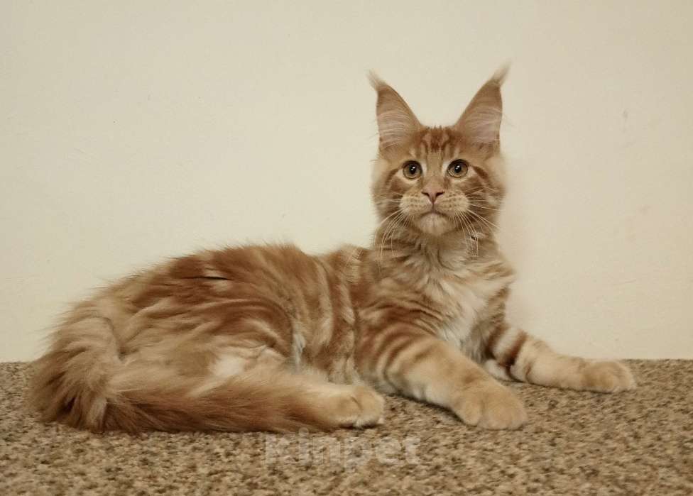 Кошки в Владимире: Рыжее солнышко Мальчик, 60 000 руб. - фото 1