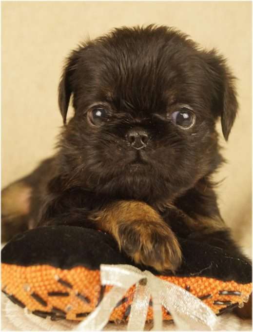 Собаки в Москве: ЗАЗОЙ Мальчик, 90 000 руб. - фото 4