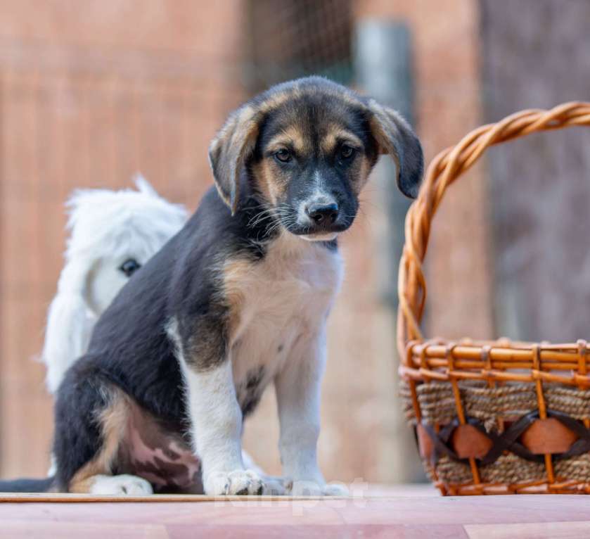 Собаки в Москве: Мэрси Мальчик, Бесплатно - фото 5