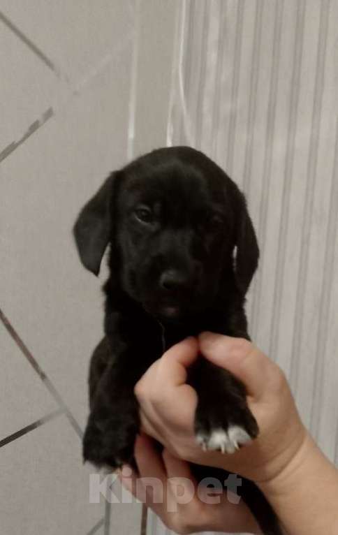 Собаки в Строителе: Тактусёнок Мальчик, Бесплатно - фото 1