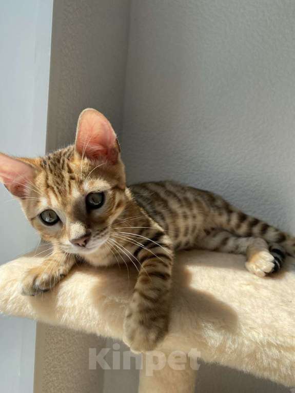 Кошки в Екатеринбурге: Котенок Саванна F5 Мальчик, 30 000 руб. - фото 2