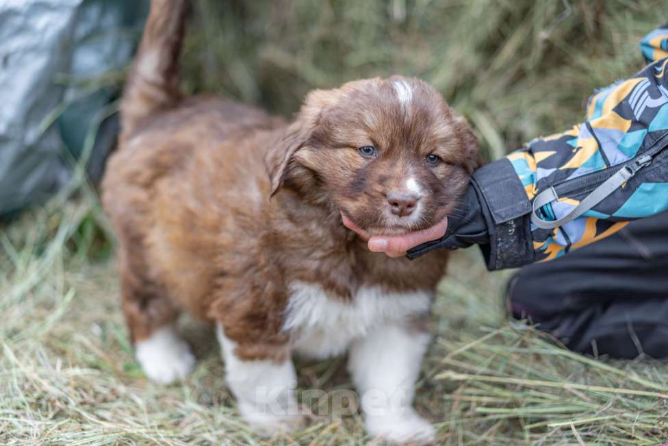 Собаки в Рязани: Щенок болгарской овчарки, собака для охраны Мальчик, 70 000 руб. - фото 7