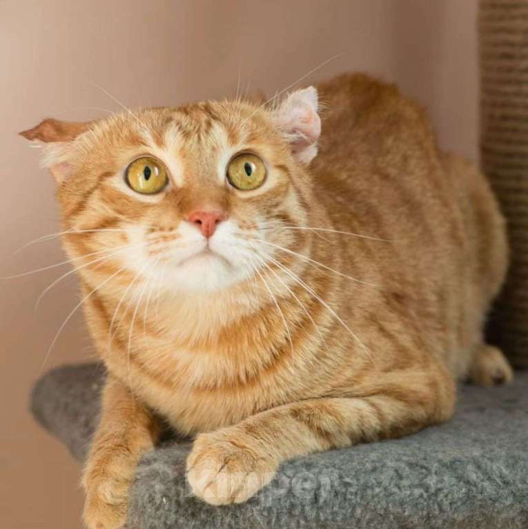 Кошки в Москве: Веня, узник страшной квартиры Мальчик, Бесплатно - фото 4