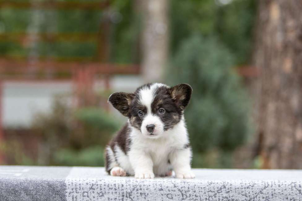 Собаки в Москве: Щенки корги Мальчик, 50 000 руб. - фото 2