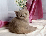 Кошки в Мурином: Британская кошечка окрас лиловый черепаховый Девочка, 30 000 руб. - фото 8
