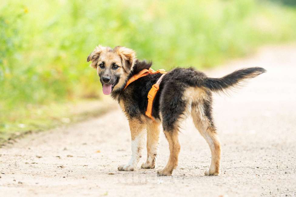 Собаки в Кубинке: Крошка Асти из приюта ищет дом Девочка, Бесплатно - фото 3