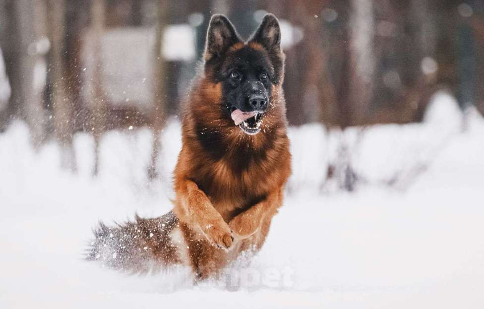 Собаки в Воронеже: Щенки немецкой овчарки Девочка, 80 000 руб. - фото 5