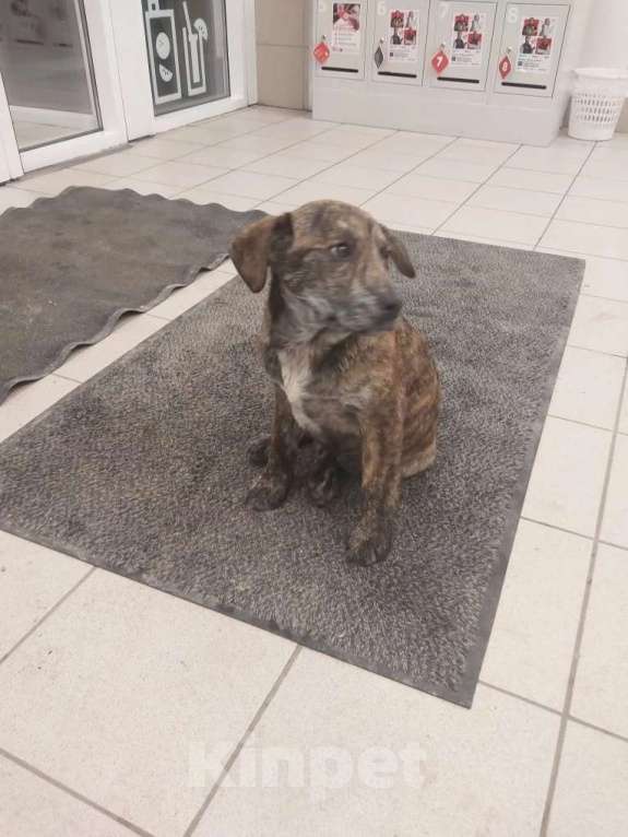 Собаки в других городах Краснодарского края: Щенки в добрые руки Девочка, Бесплатно - фото 3