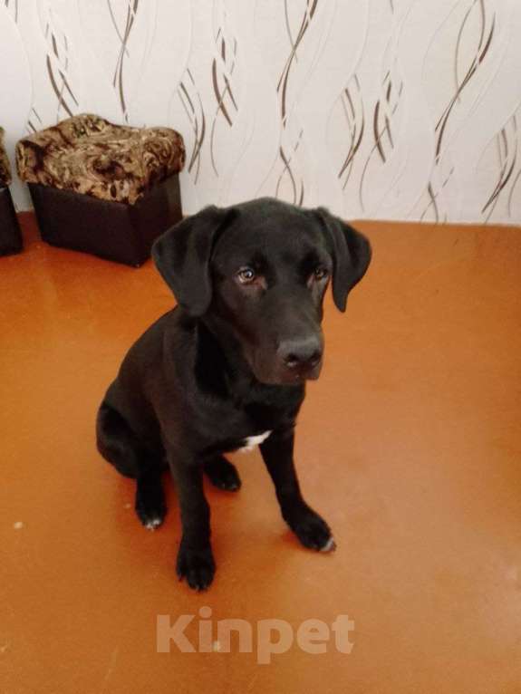 Собаки в Белгороде: Продам щенка лабрадор 4 месяца Мальчик, 5 000 руб. - фото 1