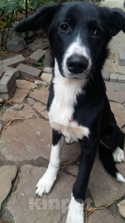 Собаки в Ростове-на-Дону: Собака девочка ищет свой дом Девочка, Бесплатно - фото 2