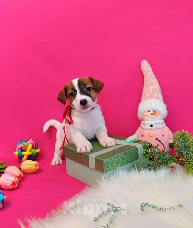 Собаки в Иркутске: Девочки и мальчики Джек Рассел терьер  Девочка, 35 000 руб. - фото 2