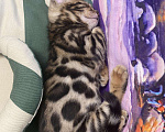 Кошки в Колпашево: Бенгальский котёнок, 13 000 руб. - фото 3