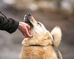Собаки в Раменском: Кузя в поисках семьи! Мальчик, Бесплатно - фото 4