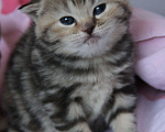 Кошки в Павлово: Шотландский вислоухий котёнок  Девочка, 3 000 руб. - фото 1