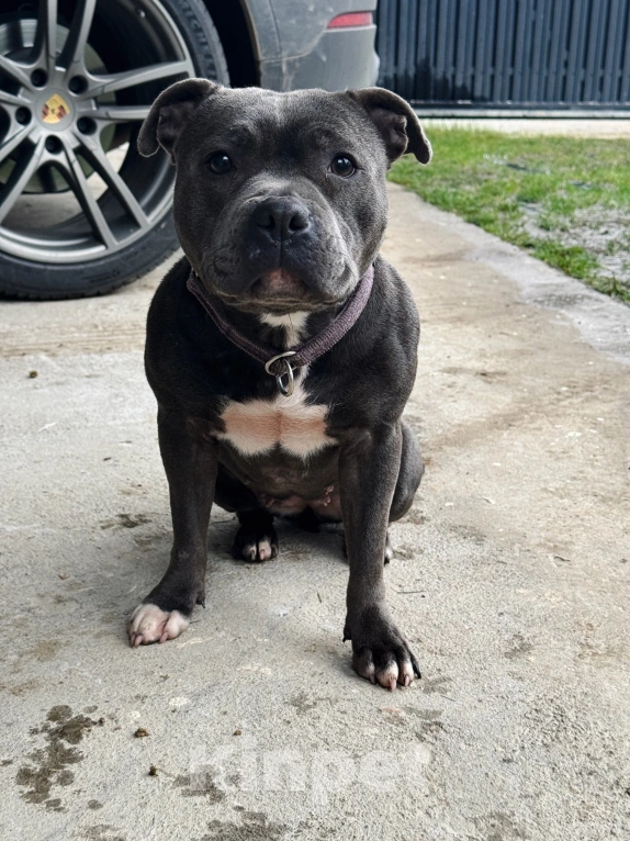 Собаки в Туле: Стаффорлширский бультерьер Девочка, 50 000 руб. - фото 3