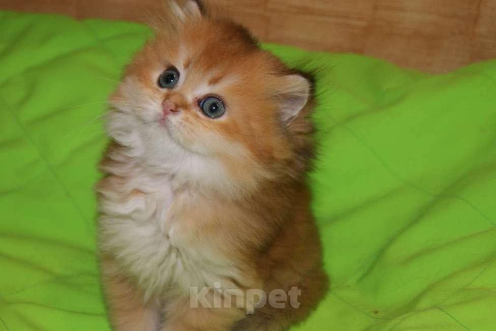 Кошки в Москве: Золотой мальчик Мальчик, 40 000 руб. - фото 4