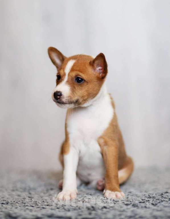 Собаки в Нижнем Новгороде: Милые щенки басенджи  Девочка, 70 000 руб. - фото 5