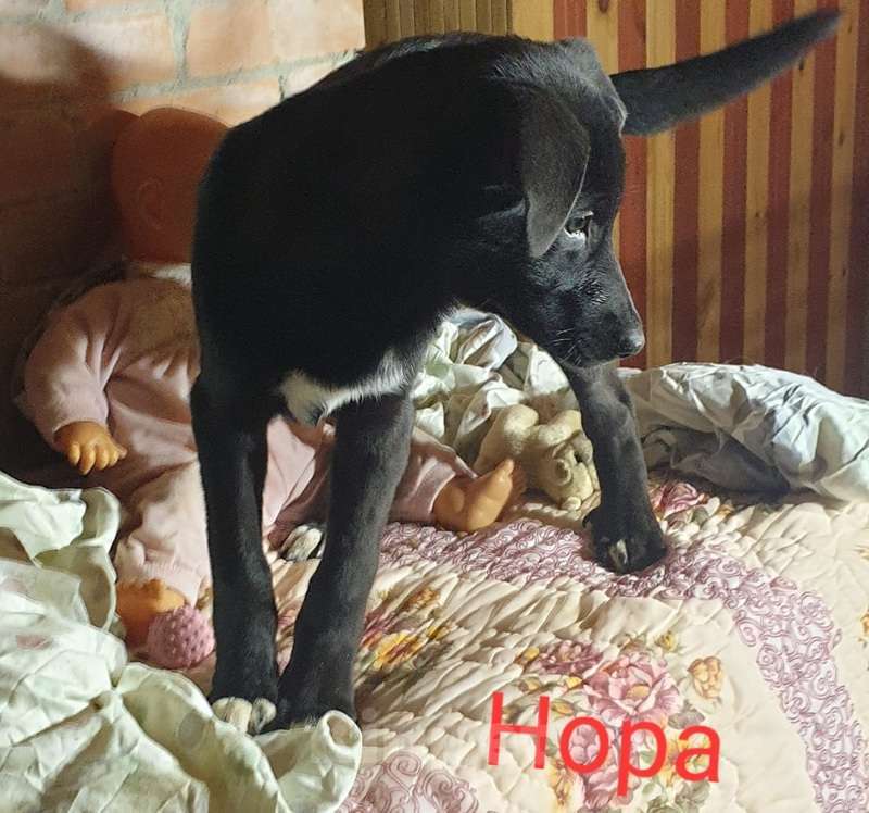 Собаки в Москве: Щенки, спасённые из ада ищут дом Девочка, 1 руб. - фото 3