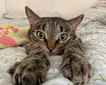 Кошки в Казани: Взрослый кот в добрые руки Мальчик, Бесплатно - фото 5