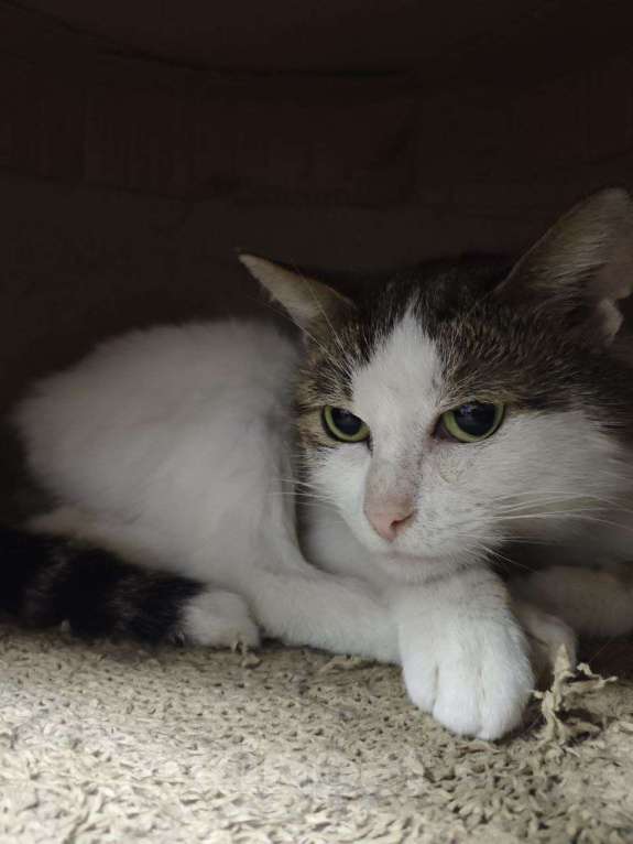 Кошки в Москве: Барсук- обаяшка и кот Мальчик, Бесплатно - фото 5