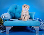 Кошки в Красноярске: Котята шотландские,золотая шиншилла Девочка, 25 000 руб. - фото 5