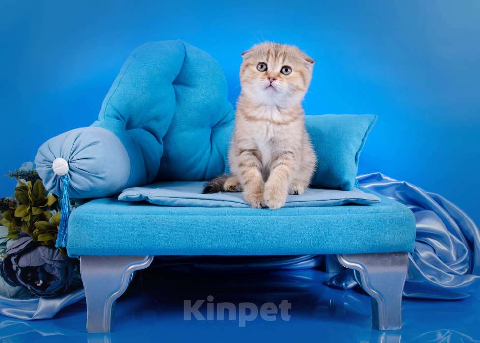 Кошки в Красноярске: Котята шотландские,золотая шиншилла Девочка, 25 000 руб. - фото 5