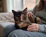 Кошки в Ижевске: кошка в добрые руки Девочка, Бесплатно - фото 4