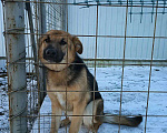 Собаки в других городах Московской области: Немецкая овчарка, щенок Мальчик, Бесплатно - фото 4