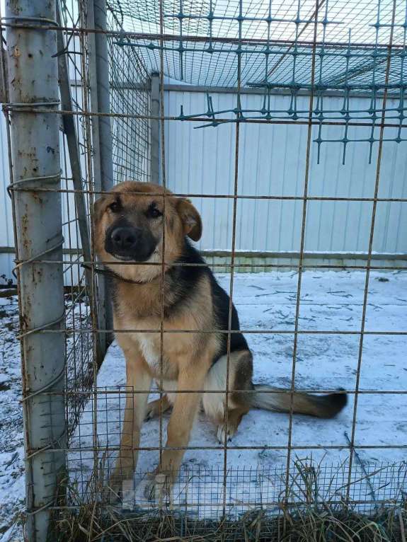 Собаки в других городах Московской области: Немецкая овчарка, щенок Мальчик, Бесплатно - фото 4