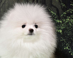 Собаки в Москве: Померанский белый шпиц Мальчик, 30 000 руб. - фото 5