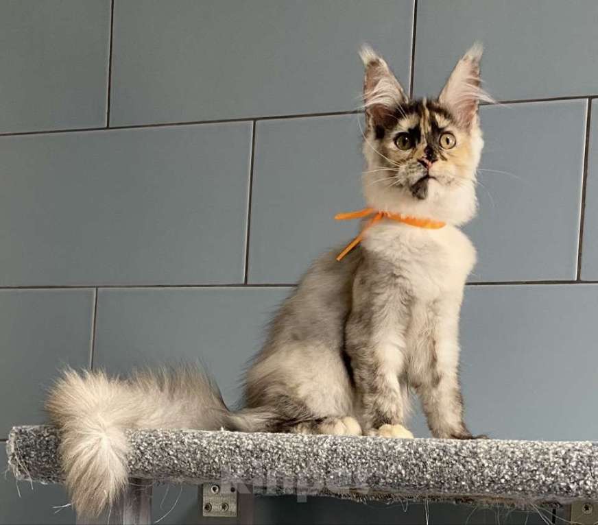 Кошки в других городах Московской области: Красотка мейн кун из питомника с документами Девочка, 50 000 руб. - фото 4