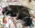 Кошки в Рязани: Кошка Аделаида ищет любящую семью Девочка, Бесплатно - фото 5